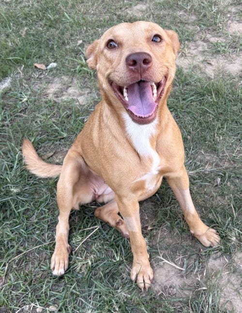 Photo of Gemma, adoptable American Pit Bull Terrier in Wetumpka, Alabama