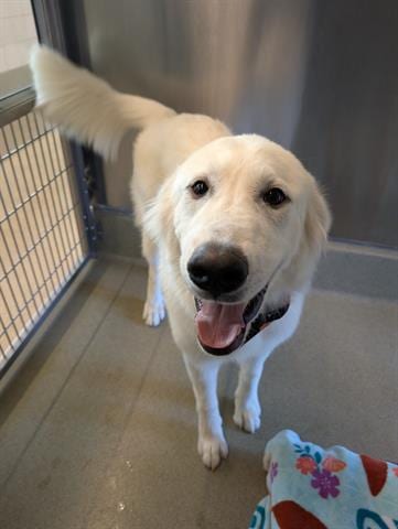 Photo of Baloo, adoptable Great Pyrenees in San Martin, California