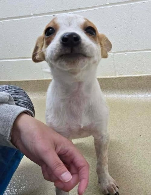 Photo of Sarah, adoptable Australian Cattle Dog/Blue Heeler in Plover, Wisconsin