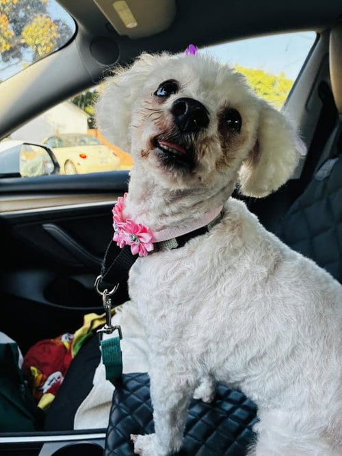 Photo of Crissy, adoptable Poodle (Miniature) in Santa Barbara, California