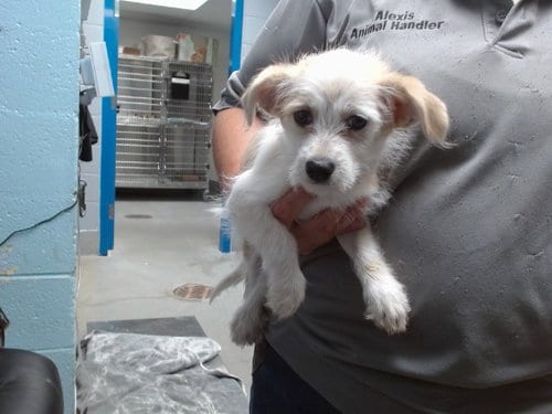 Photo of Ava, adoptable Border Terrier in Albuquerque, New Mexico