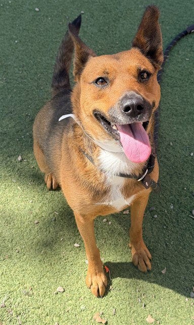 Photo of Gemini, adoptable Australian Cattle Dog/Blue Heeler in Phoenix, Arizona