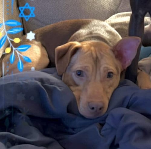 Photo of Candy (AL), adoptable Pit Bull Terrier in New York, New York