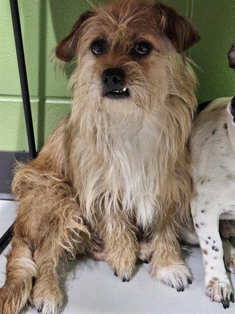 Photo of Fluffy, adoptable Shih Tzu in Temple, Texas