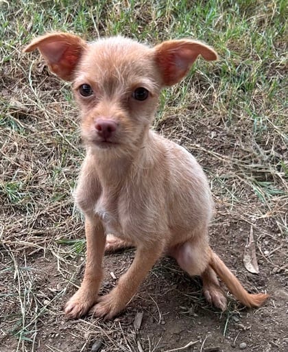 Photo of Tater, adoptable Terrier/Chihuahua, Short Coat in The Colony, Texas