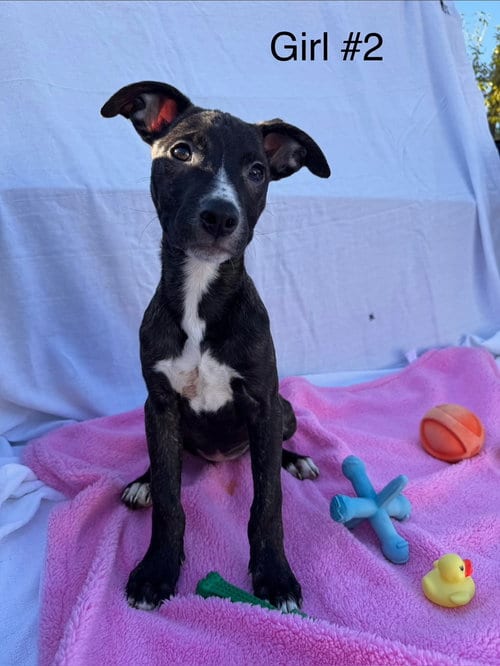 Photo of Candy Litter: Spree, adoptable Labrador Retriever in Berwick, Pennsylvania