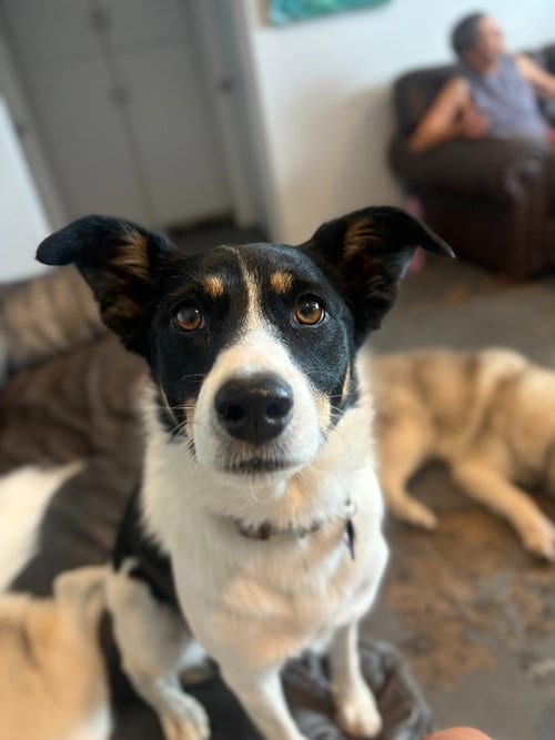Photo of Jolene, adoptable Border Collie in Salt Lake City, Utah