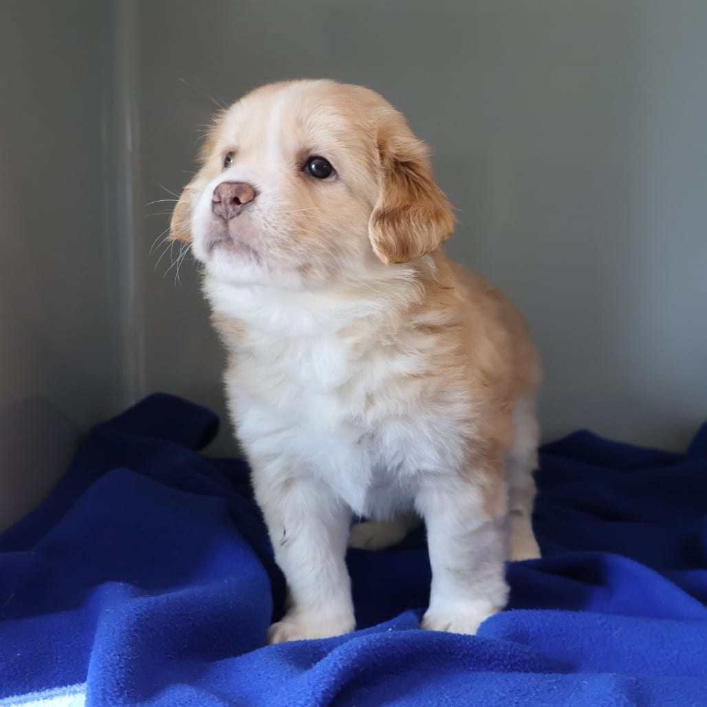 Photo of CeeDee, adoptable Mixed Breed (Medium) in St. Charles, Missouri