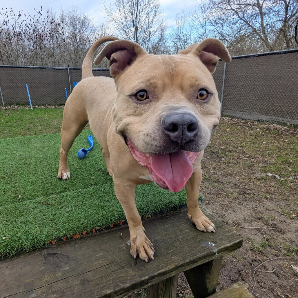 Photo of Mayor McCheese, adoptable Mixed Breed (Medium) in Grand Rapids, Michigan