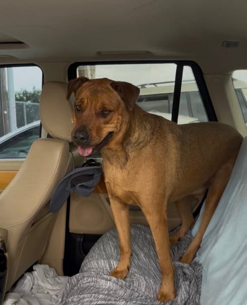 Photo of Simba, adoptable Rhodesian Ridgeback in Woodland Hills, California