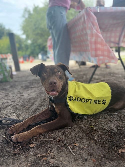 Photo of Godiva, adoptable Unknown breed in Mcclellanville, South Carolina