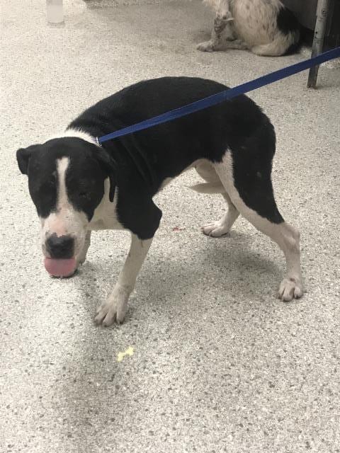 Photo of Trinket, adoptable Pit Bull Terrier in Conroe, Texas