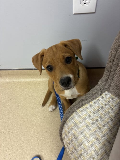 Photo of Gracie, adoptable Australian Cattle Dog/Blue Heeler in Garden City, New York