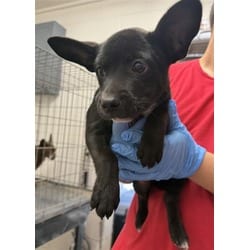 Photo of Dak, adoptable Cardigan Welsh Corgi in San Bernardino, California