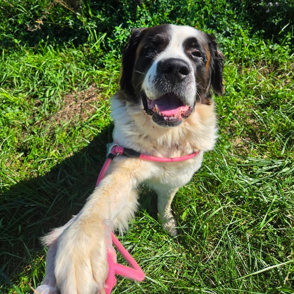 Photo of Ginny, adoptable Saint Bernard / Mixed Breed (Large) in Binghamton, New York