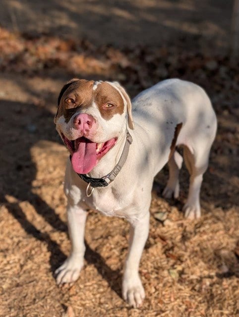 Photo of Teddy, adoptable Pit Bull Terrier in Sacramento, California