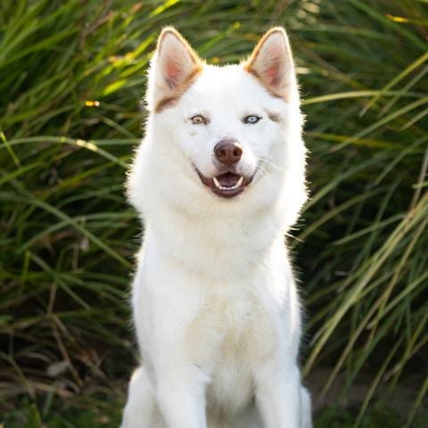 Photo of Iceberg, adoptable Siberian Husky in Camarillo, California
