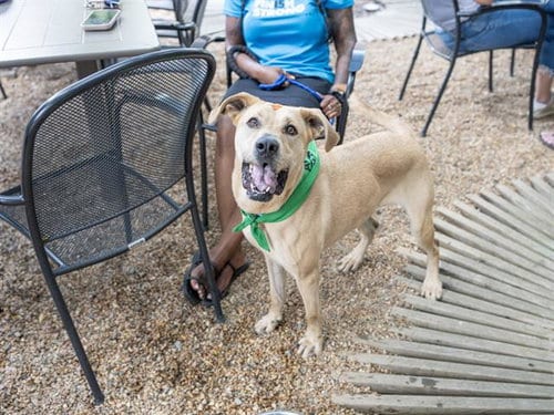 Photo of Cassie, adoptable Labrador Retriever in Haw River, North Carolina