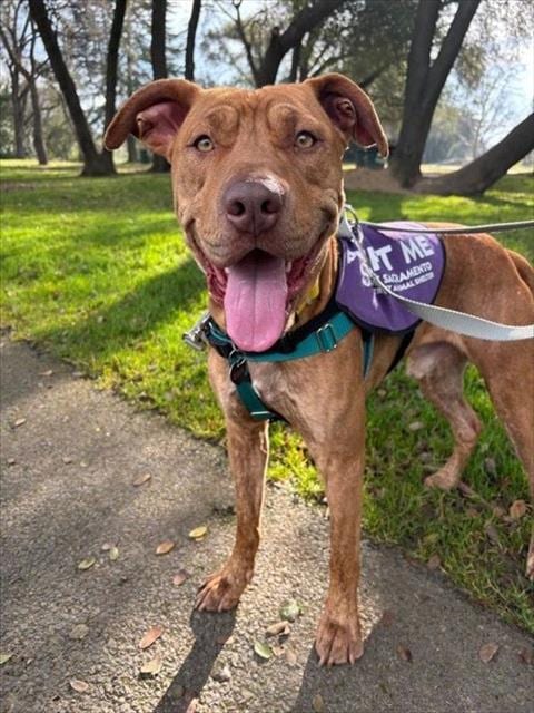 Photo of Titus, adoptable Pit Bull Terrier in Sacramento, California