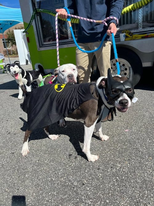 Photo of Duke, adoptable American Pit Bull Terrier in Atlanta, Georgia