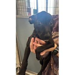 Photo of Trinity, adoptable Mixed Breed (Medium) in Munster, Indiana