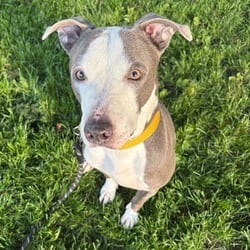 Photo of DG, adoptable Terrier (Unknown Type, Medium) in Syracuse, New York