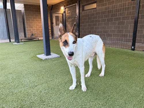 Photo of Robin, adoptable Collie in Garland, Texas