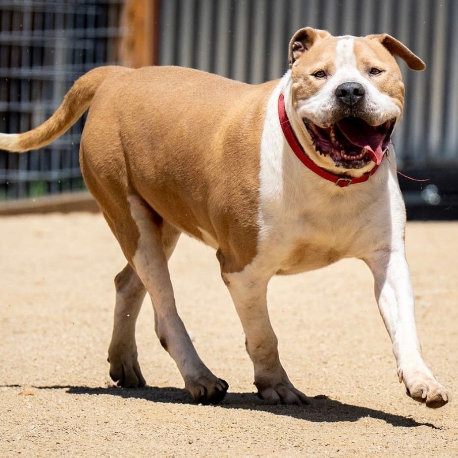 Photo of Cannoli, adoptable Terrier, Pit Bull / Mixed Breed (Large) in California, California