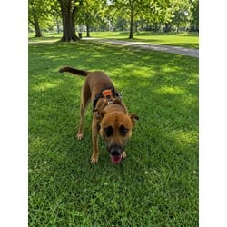 Photo of Ricky, adoptable Terrier (Unknown Type, Medium) in Doral, Florida