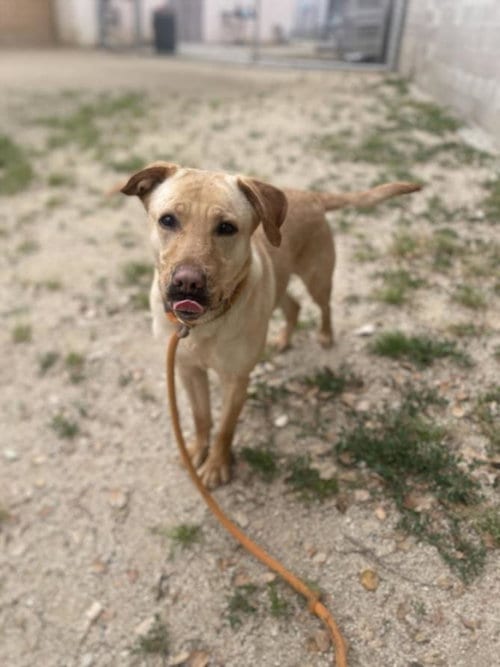 Photo of Loly, adoptable Labrador Retriever in Los Angeles, California