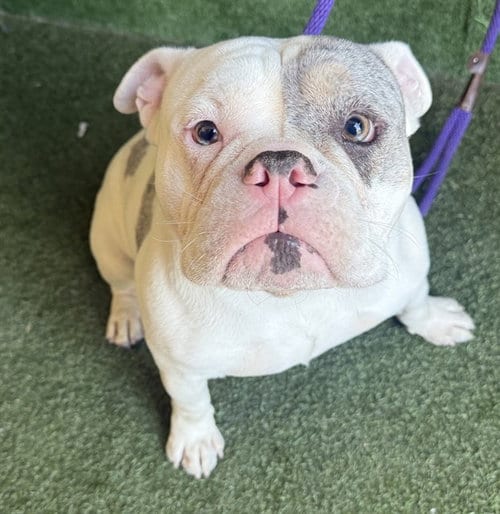 Photo of Sherman Klump, adoptable English Bulldog in Lancaster, California