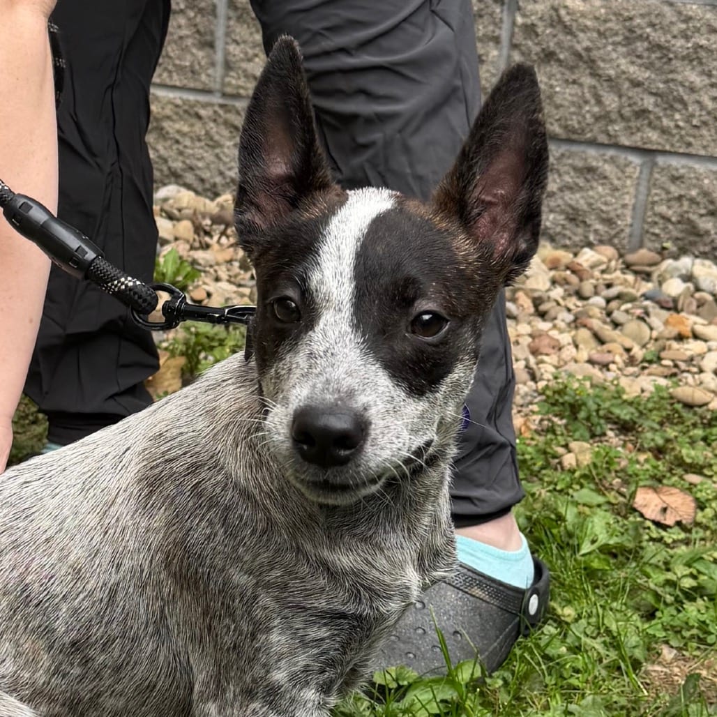 Photo of Butternut, adoptable Cattle Dog, Australian (Red Heeler) / Cattle Dog, Australian (Blue Heeler) in Zanesville, Ohio