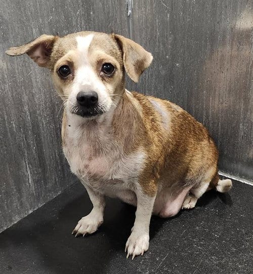 Photo of Layla, adoptable Chihuahua in San Antonio, Texas