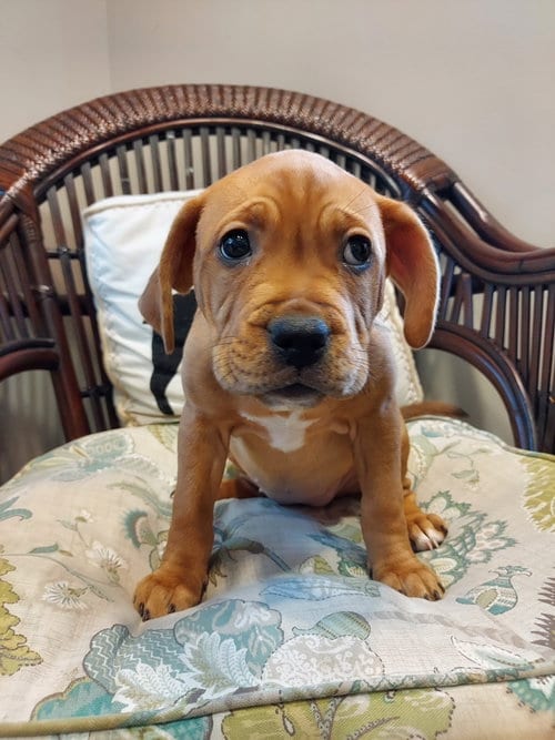 Photo of Kylie, adoptable Labrador Retriever in Herndon, Virginia