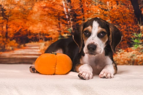 Photo of Nicolas, adoptable Terrier in Dorr, Michigan