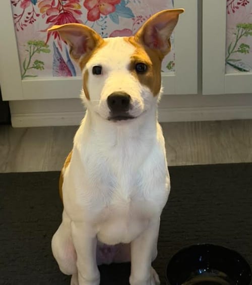 Photo of Declan, adoptable Australian Cattle Dog/Blue Heeler in Brooklyn Center, Minnesota