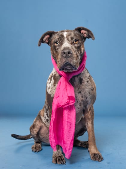 Photo of TerriJo, adoptable dog in Atlanta, Georgia