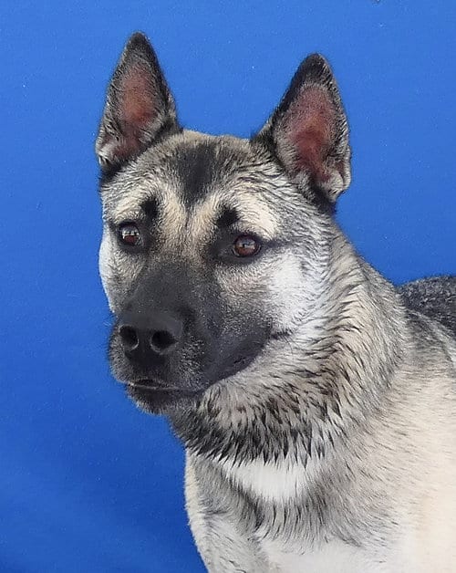 Photo of Axel, adoptable German Shepherd Dog in Pasadena, California