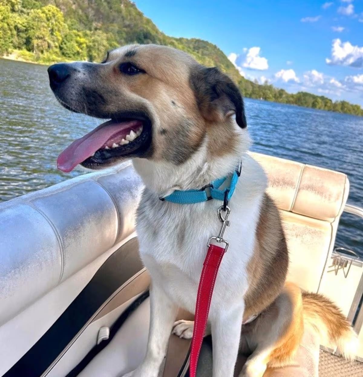 Photo of Buster, adoptable Anatolian Shepherd in Pegram, Tennessee