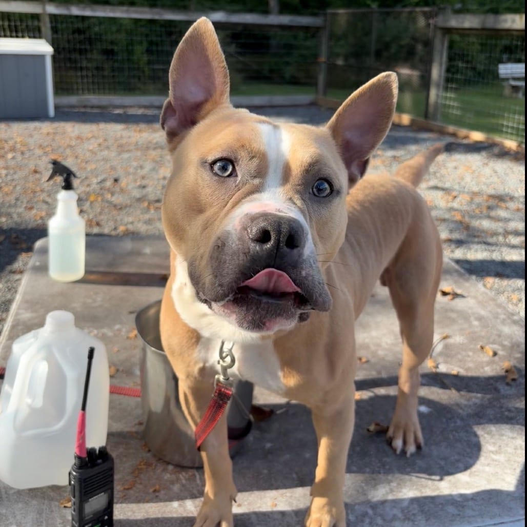 Photo of Brad, adoptable Mixed Breed (Medium) in Birdsboro, Pennsylvania