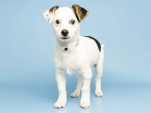 Photo of Snoopy, adoptable Chihuahua in Phoenix, Arizona
