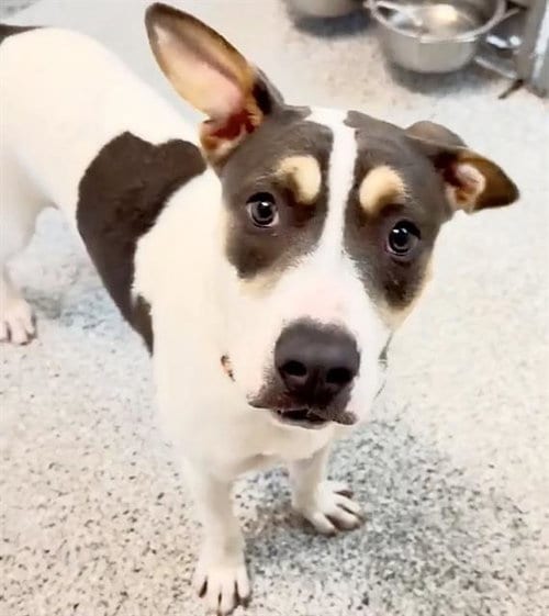 Photo of Cricket, adoptable Staffordshire Bull Terrier in Houston, Texas