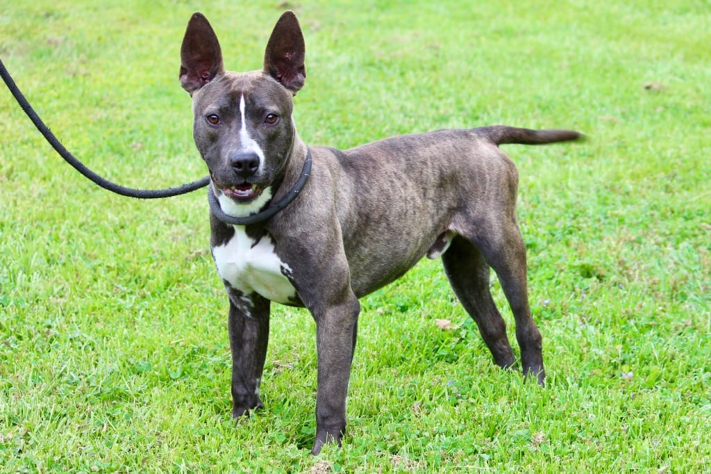 Photo of Gizmo, adoptable Mixed Breed in Brazil, Indiana