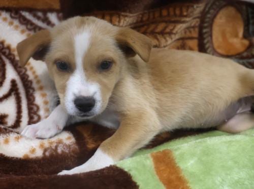 Photo of Tali, adoptable Shepherd in Thief River Falls, Minnesota