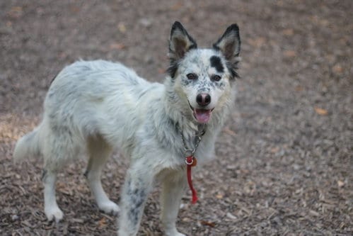 Photo of Iris, adoptable Australian Cattle Dog/Blue Heeler in Paso Robles, California