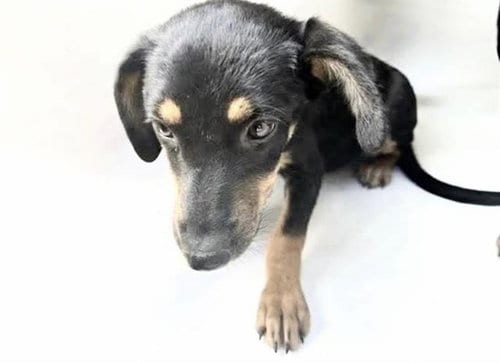 Photo of A661600, adoptable Miniature Pinscher in Houston, Texas