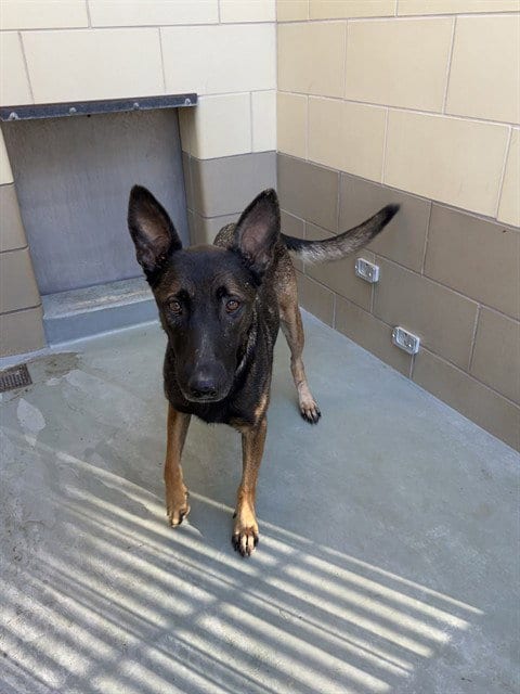 Photo of Bonny, adoptable Belgian Shepherd Malinois in Riverside, California