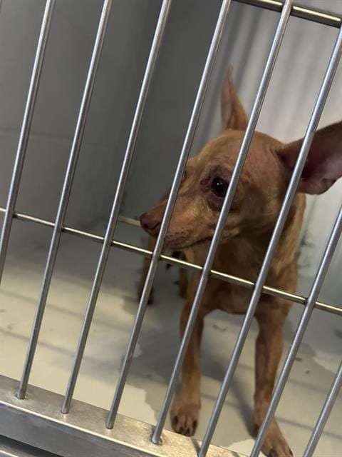 Photo of A743308, adoptable Chihuahua in Sacramento, California