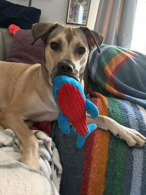 Photo of Luna, adoptable Shepherd in Holly Springs, North Carolina