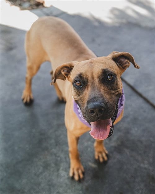 Photo of Jenny, adoptable Black Mouth Cur in Miami, Florida